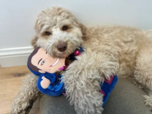 Labradoodle Buddy houdt een knuffel van Gerard Joling vast terwijl hij ligt te rusten.